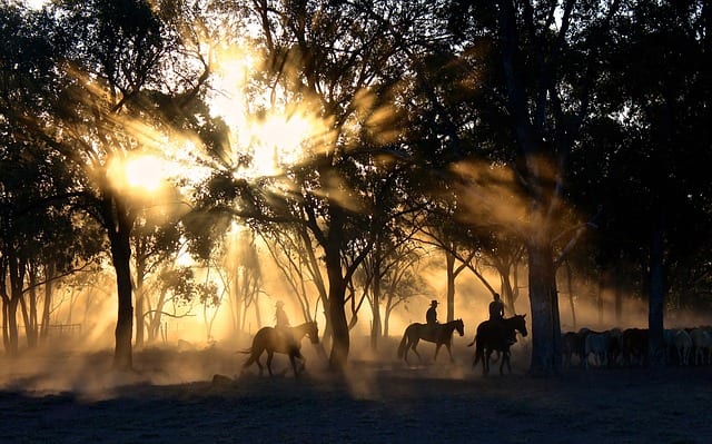 cowboys-1826527_640