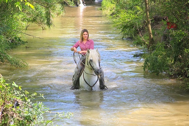horse-3424877_640