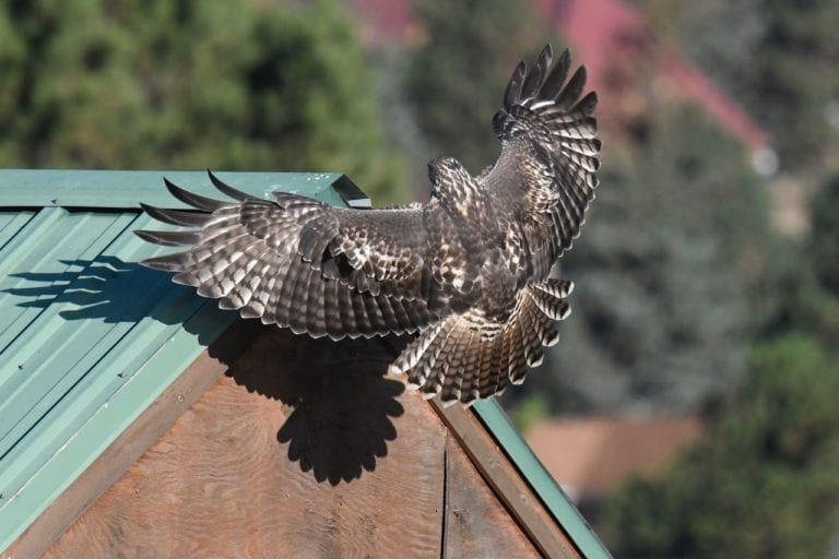 _JIM4905 - Version 2